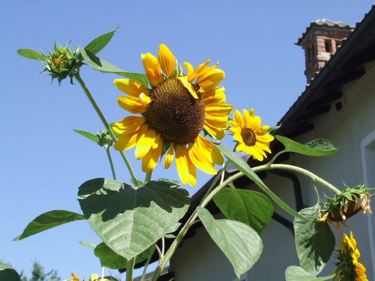La Meridiana, Monolocale In Cascina Ristrutturata Boves Bagian luar foto